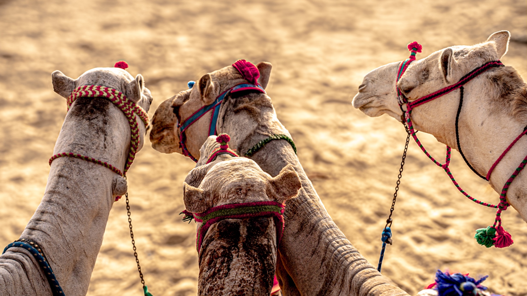 Camels with colourful braided halters resting in the desert