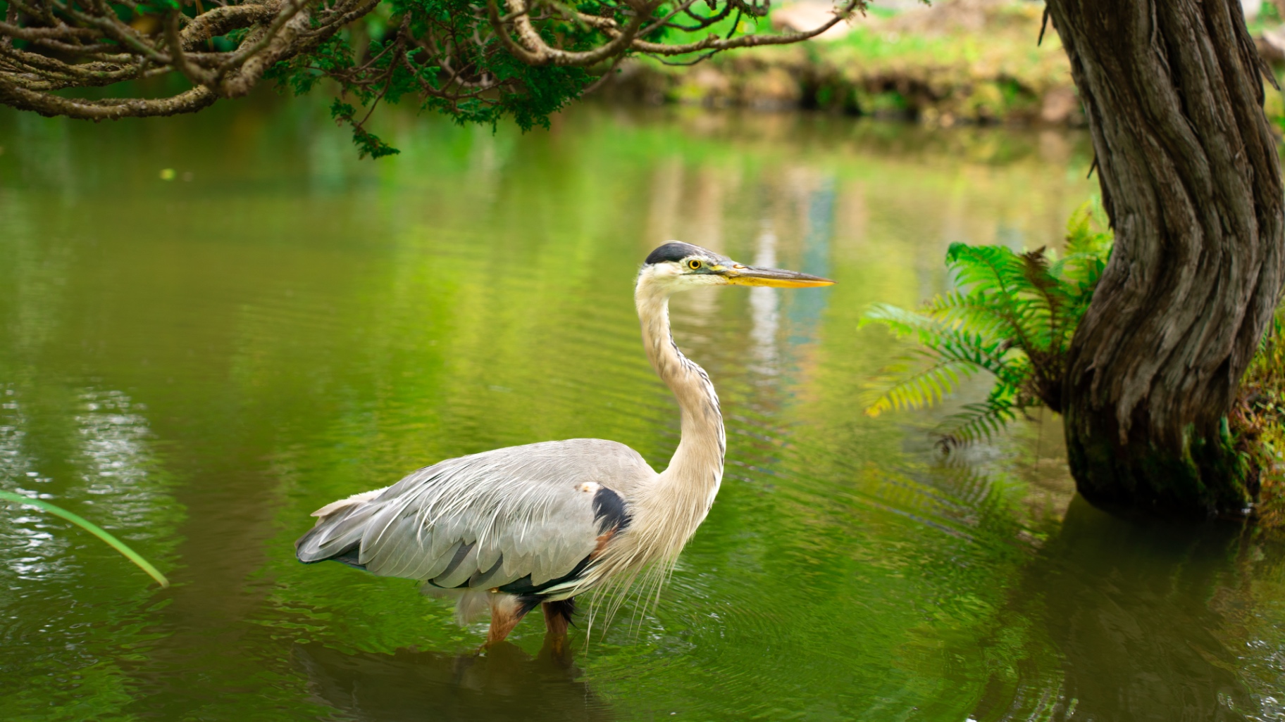 A great blue heron wading through a green pond