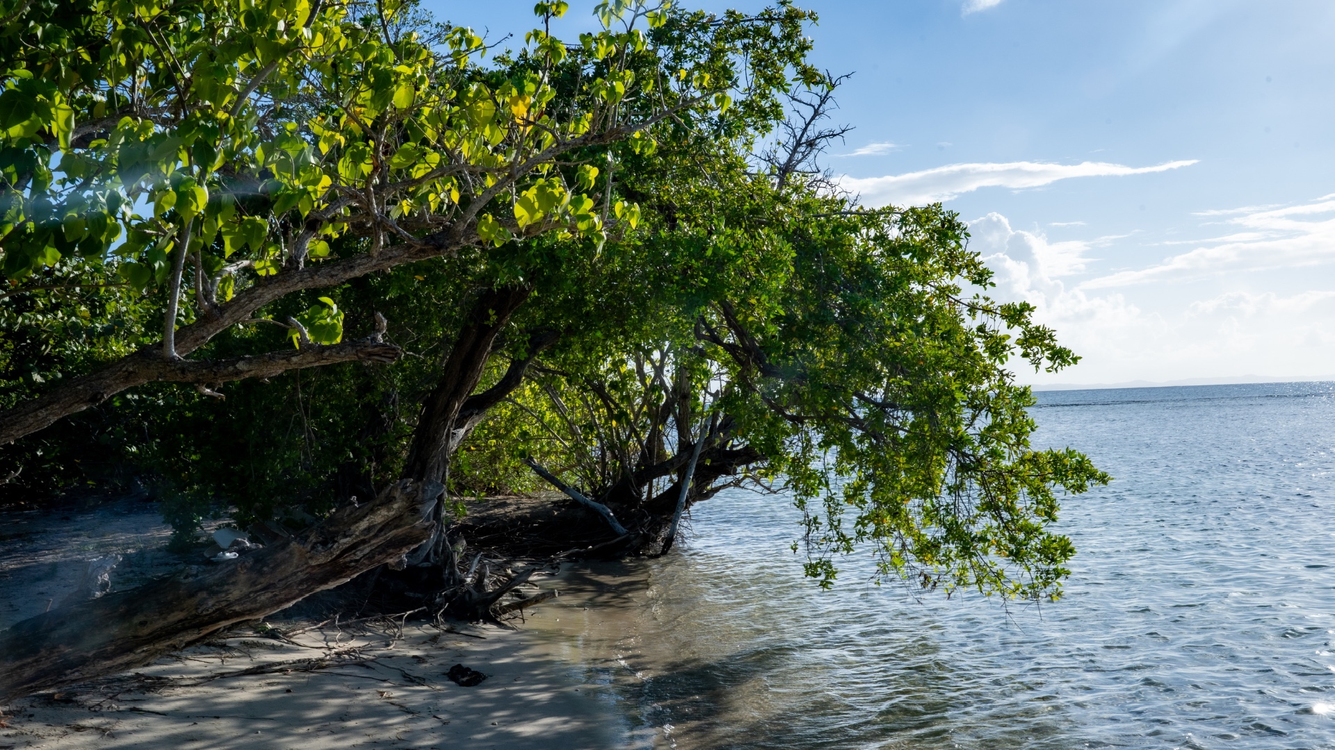 A leaning tree shading a quiet beach cove