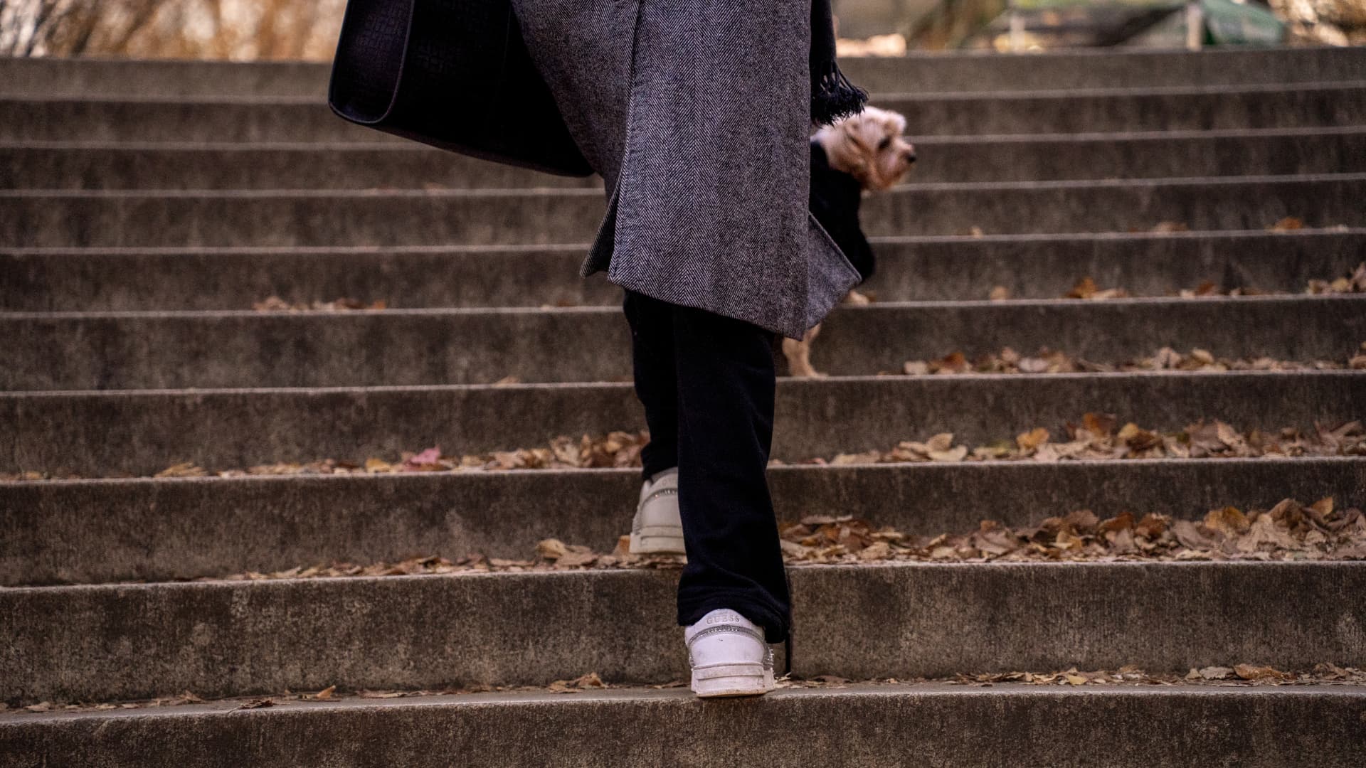 A person climbing leaf-strewn stone steps with a small dog